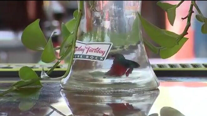 'Fishnapped': Beloved betta stolen from Satellite Beach Top Gun-themed ...