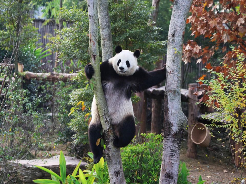 Last two Pandas in Japan to return to China amid strained bilateral ...