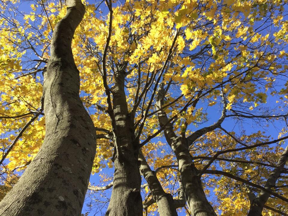 Groton’s New Tree Plan Takes Root with More Plantings and Maintenance ...