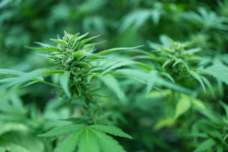 Massachusetts Senate Committee Advances Resolution to Study Including ...