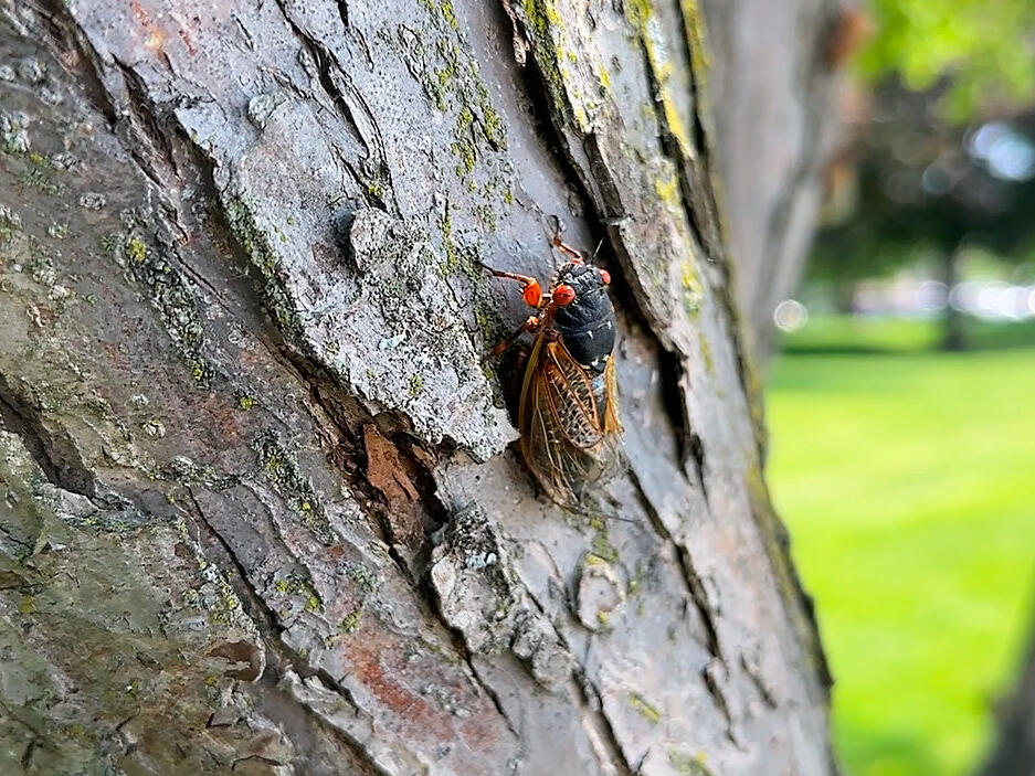 Wisconsin DNR: Harvesting cicadas from state parks is illegal