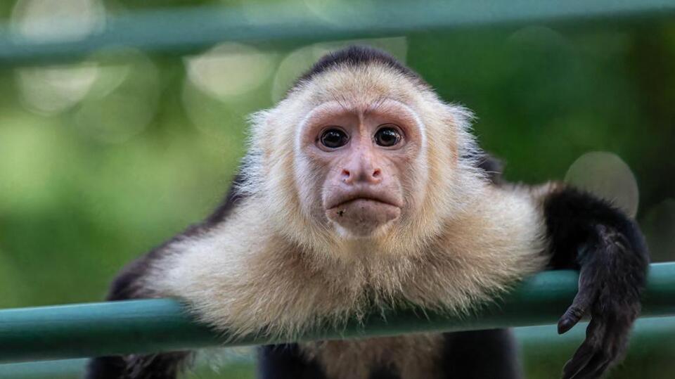 Missouri woman accused of trading foster child for exotic monkey ...
