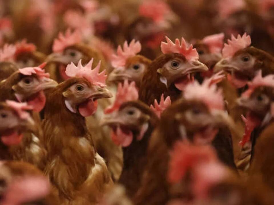 Poultry farm in Farwell closed after positive test for bird flu, 2 million birds killed