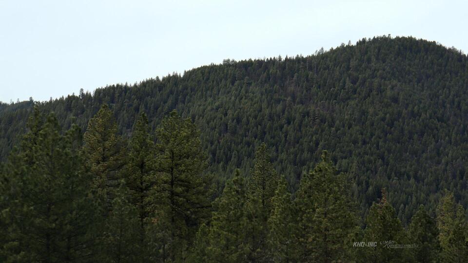 SpoCanopy plants nearly 500 trees to celebrate Expo's 50th Anniversary ...