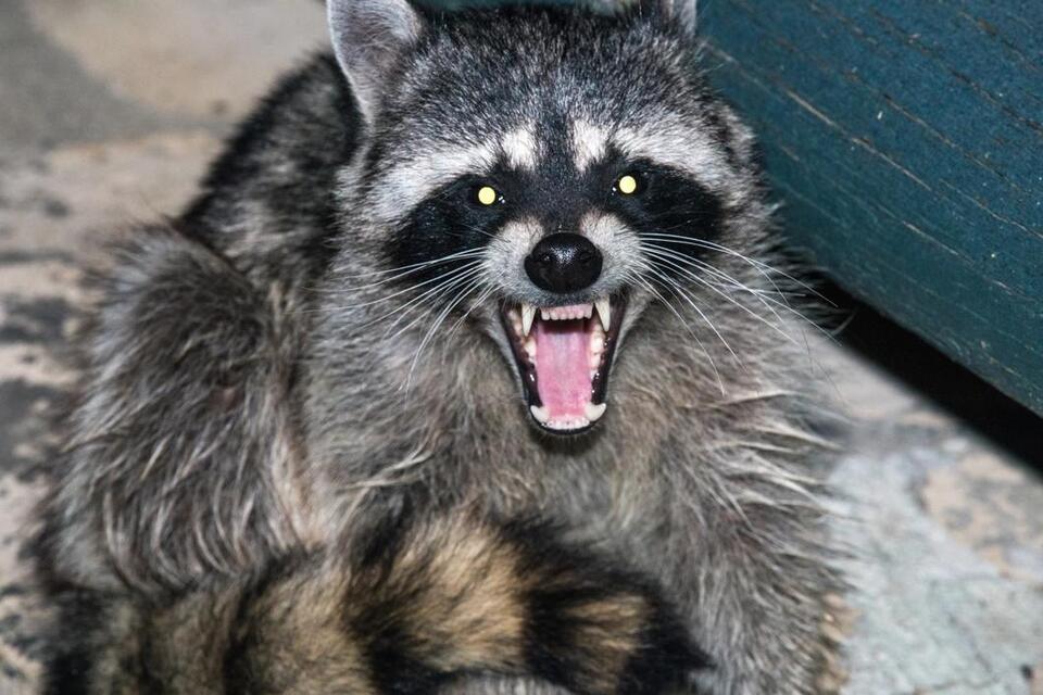 Illinois Family's Garage Drama Features A Cheeky Raccoon - NewsBreak