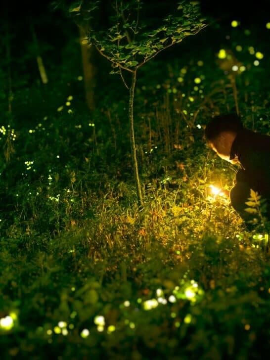 What Happens If Fireflies Stop Glowing? - NewsBreak