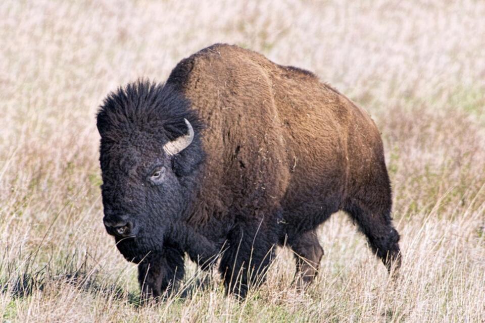 Bison Classic 2025 Schedule Bing Image: National bison Day