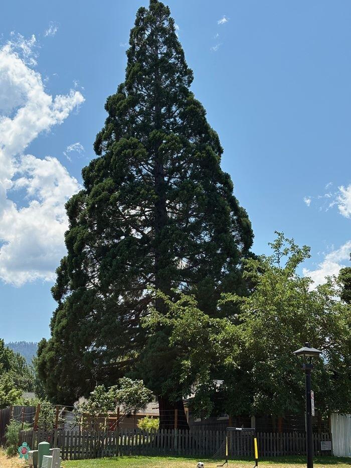 📢 Help pick Ashland’s 2026 Tree of the Year by Nov. 13 - NewsBreak