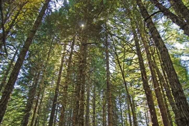 Bureau of Land Management Timber Sales Generate Nearly $30M During Q3 ...