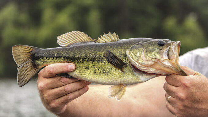 Lure Review: Black Label OFO