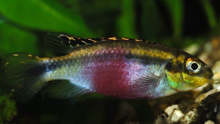 12 Most Colorful Freshwater Fish You Can Own - NewsBreak