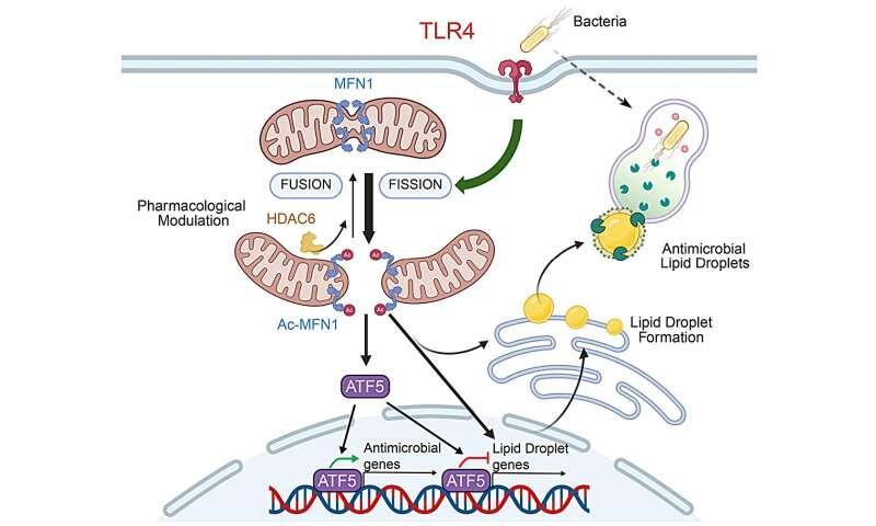 Mighty mitochondria: Scientists uncover new role for fighting bacterial infections, including drug-resistant superbugs