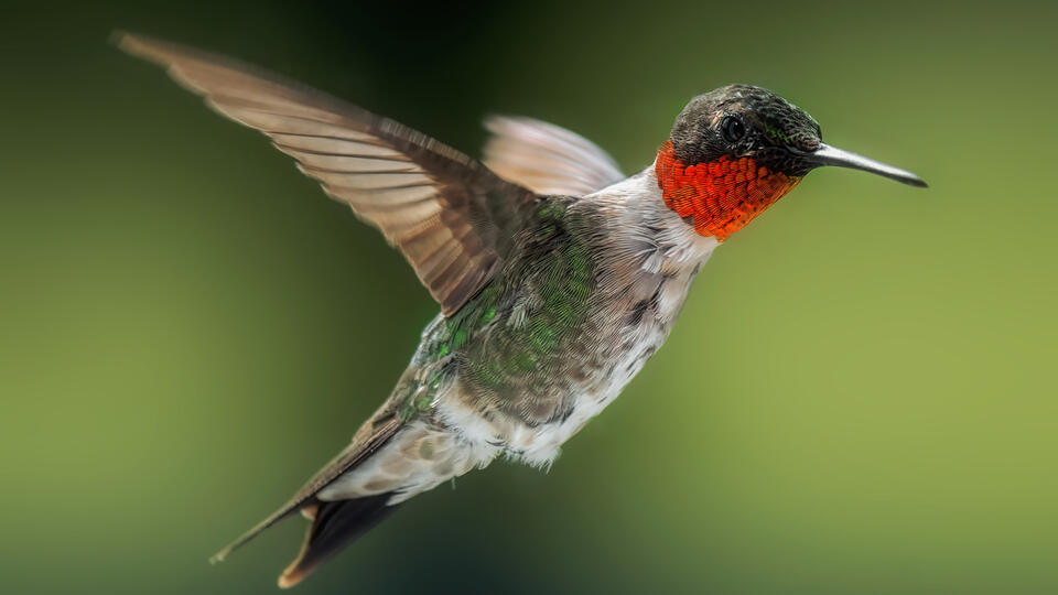 2 Flowers You Can Plant In October To Attract More Hummingbirds In ...
