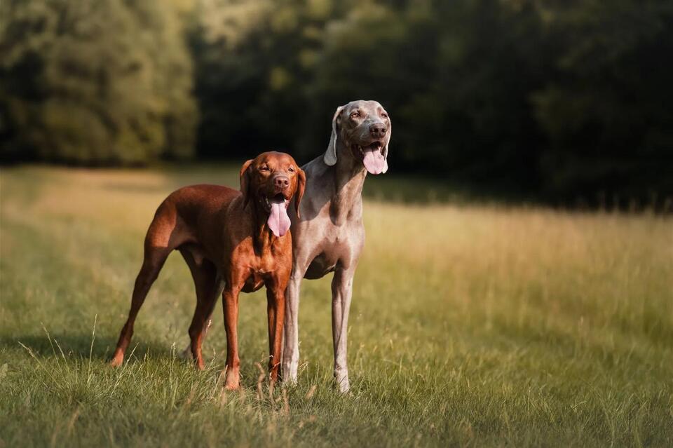 Rabies Vaccine Requirements for Dogs in Georgia: What the Law Requires ...