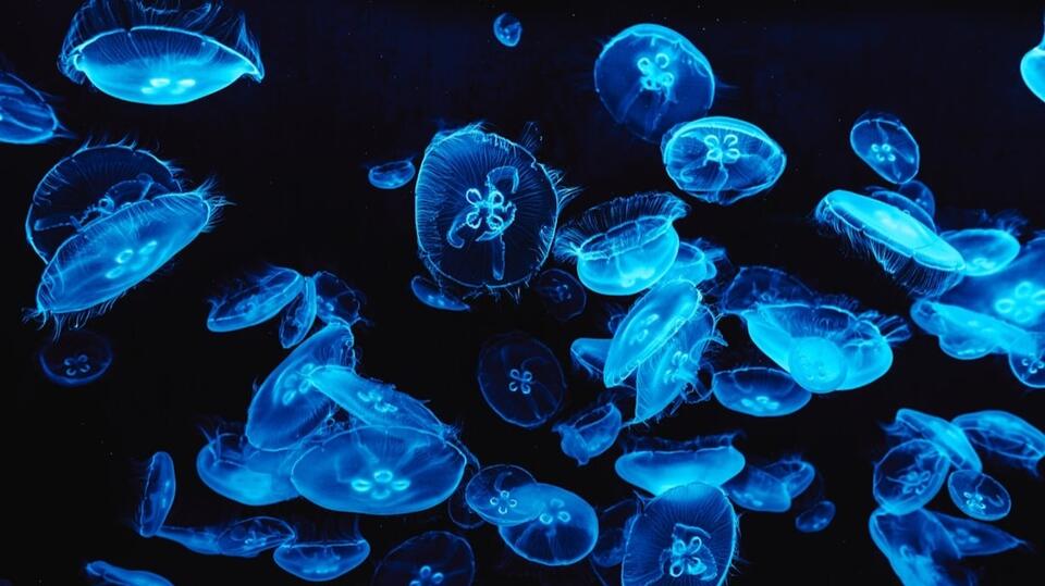Bioluminescence in Washington: Best Times & Spots for Magic - NewsBreak