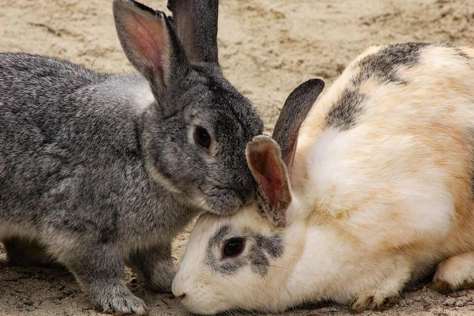 Rabbit Hunting Season in Nebraska: Dates, Limits, and Rules - NewsBreak