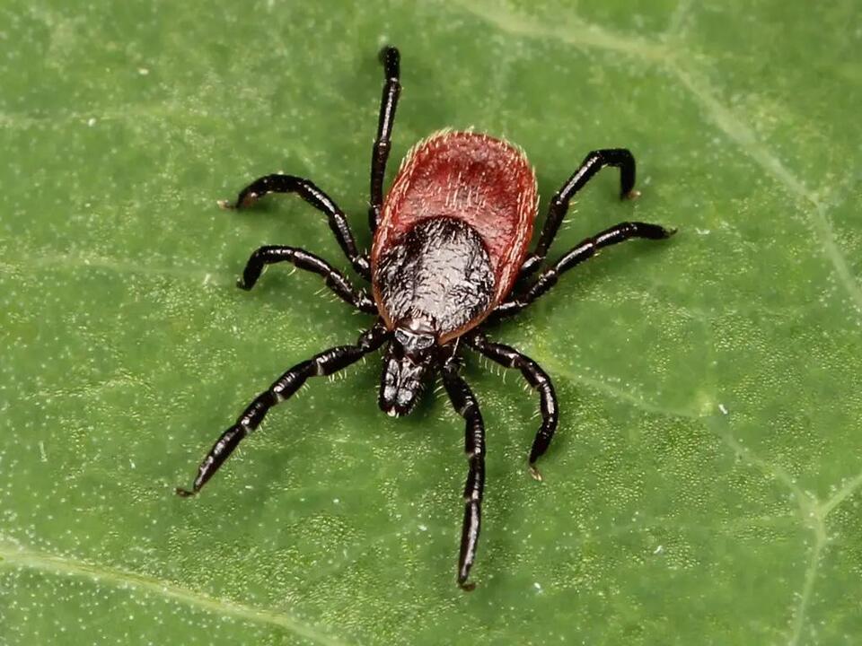 24 Most Dangerous Bugs in New York (Pictures and Identification ...