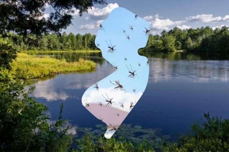 Gross! Experts predict a ‘bug boom’ in New Jersey this summer - NewsBreak