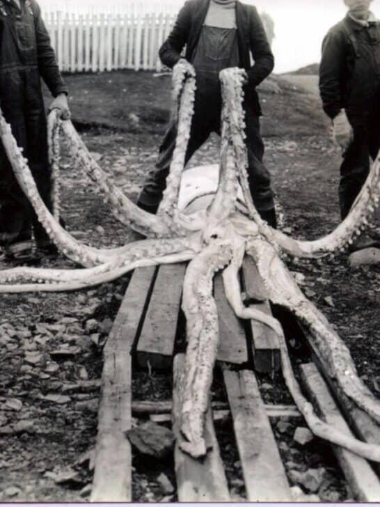 The Giant Squid is the Strangest Creature in the Sea - NewsBreak