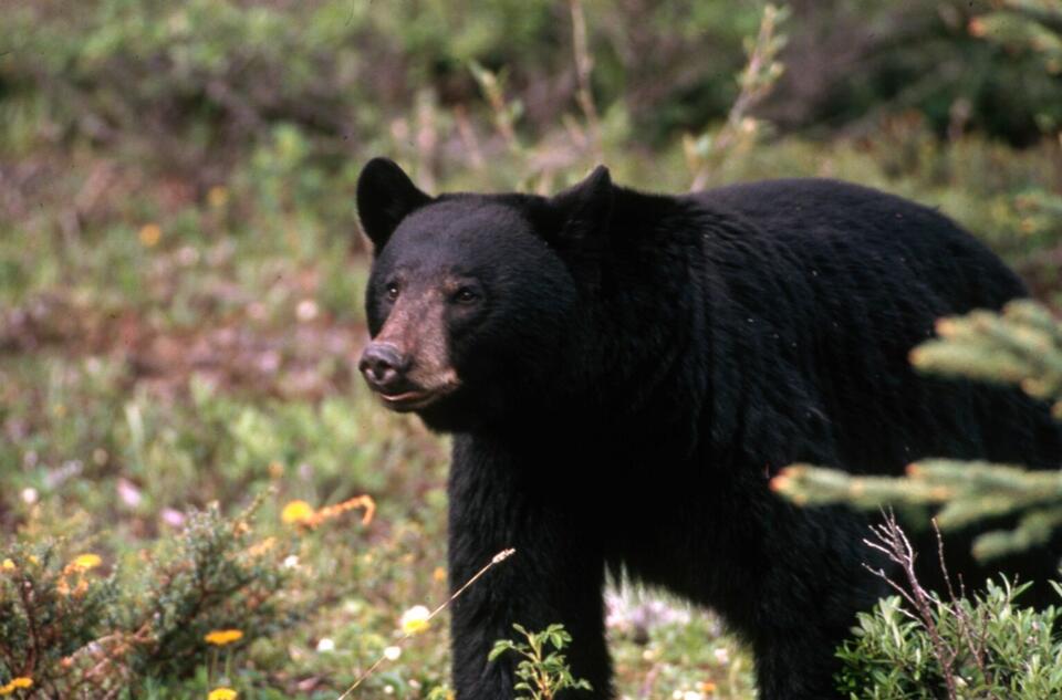 Woman Injured in Black Bear Encounter in Pend Oreille County - NewsBreak