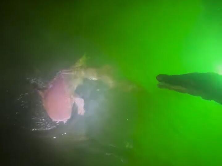 Not cool.. hooked up to a nurse shark trying to get a crocodile to attack it… Florida 