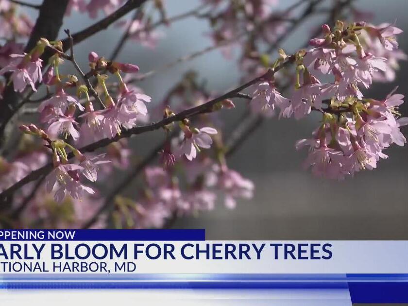 Early bloom for Cherry Blossom trees at National Harbor
