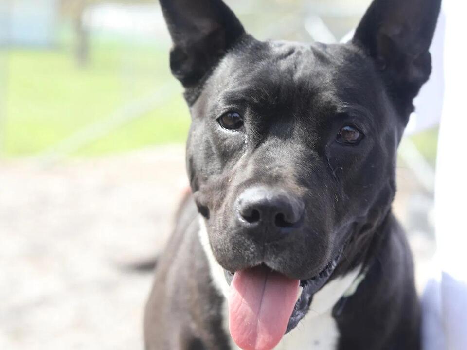 Meet the pets Central Missouri Humane Society has dozens of dogs, cats up for adoption