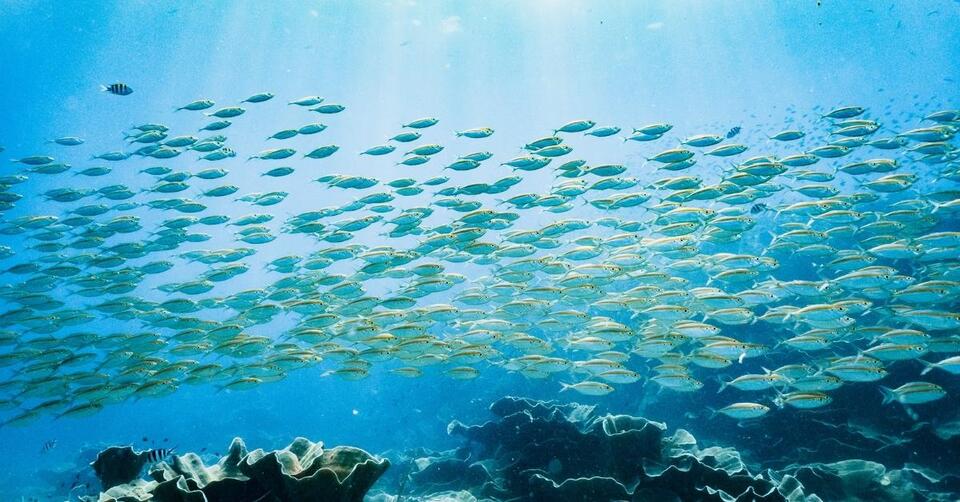 Scientists Found a Way to Identify Fish by the Sounds They Make (Yes ...