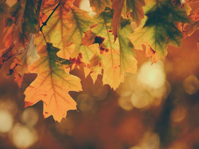 Brownsville Daily Weather Forecast