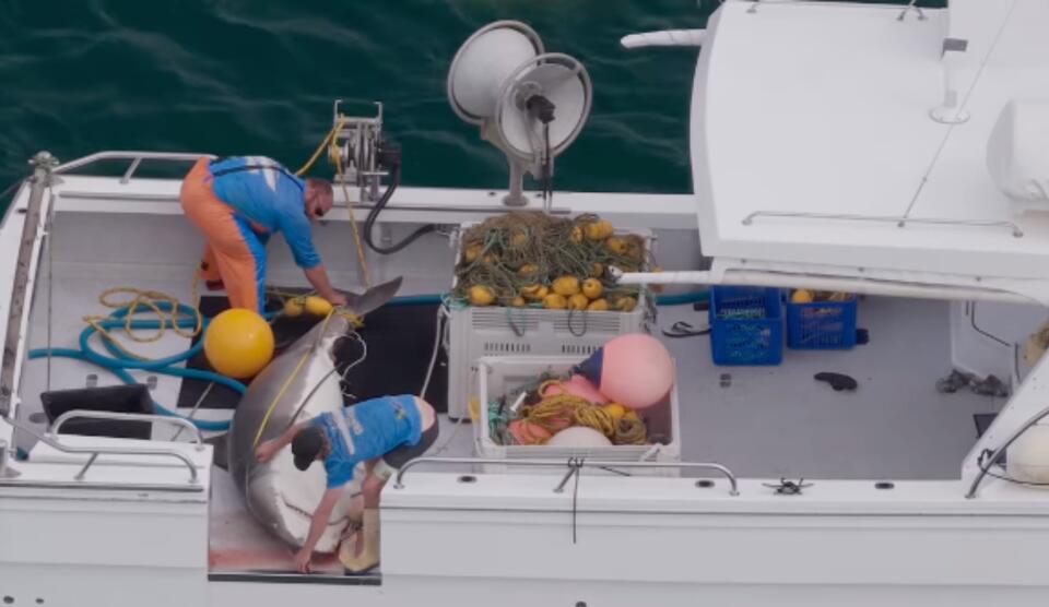 Drone Footage Shows 13-Foot Tiger Shark Hauled Onto Boat Outside of ...