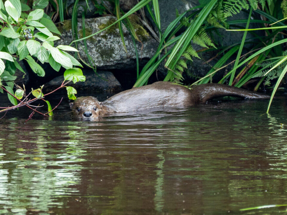 Recent otter attack in Montana (almost) unheard of