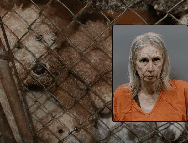 90 Dogs Saved In Massive Animal Rescue Operation In Citrus County ...