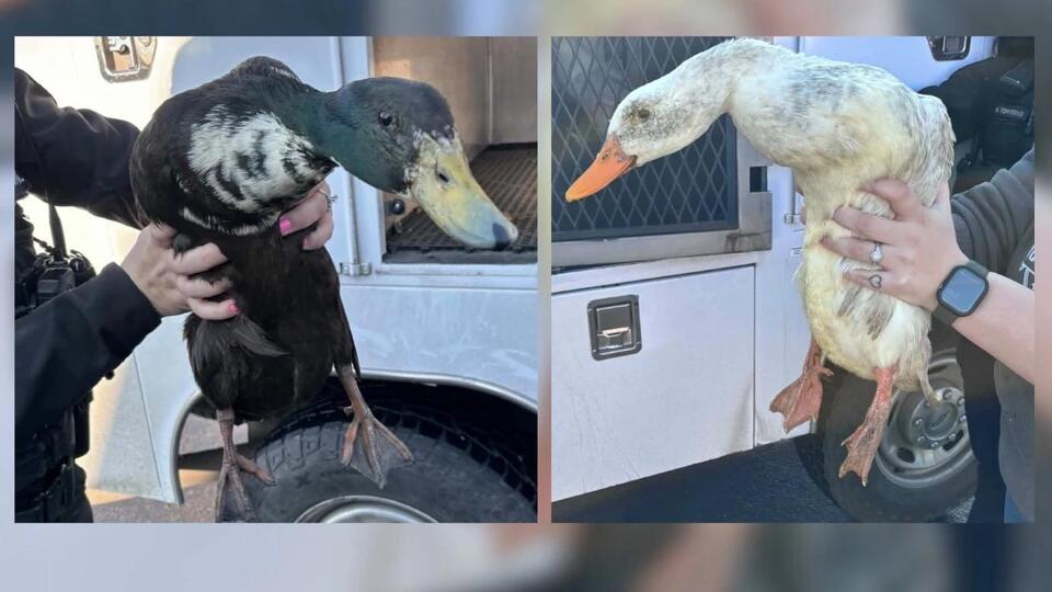 What The Duck? Idaho Animal Shelter Has 22 Ducks Up for Adoption ...