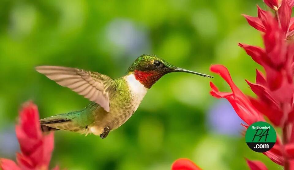 First signs of spring on the Susquehanna Greenway - NewsBreak