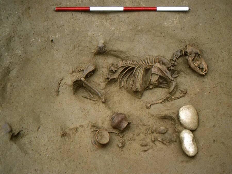 Excavations Of An Iron-Age Cemetery In Italy Reveal Skeletons Buried Alongside Dogs And Horses
