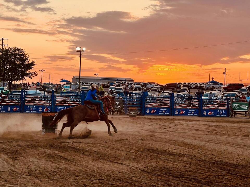 Teenage Competitor Arrested After Multiple Horses Stabbed in Las Vegas ...