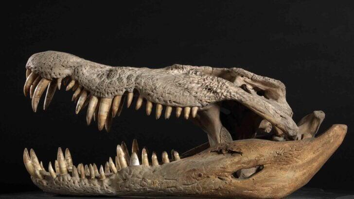 Crocodiles Are Closer to Dinosaurs Than Birds