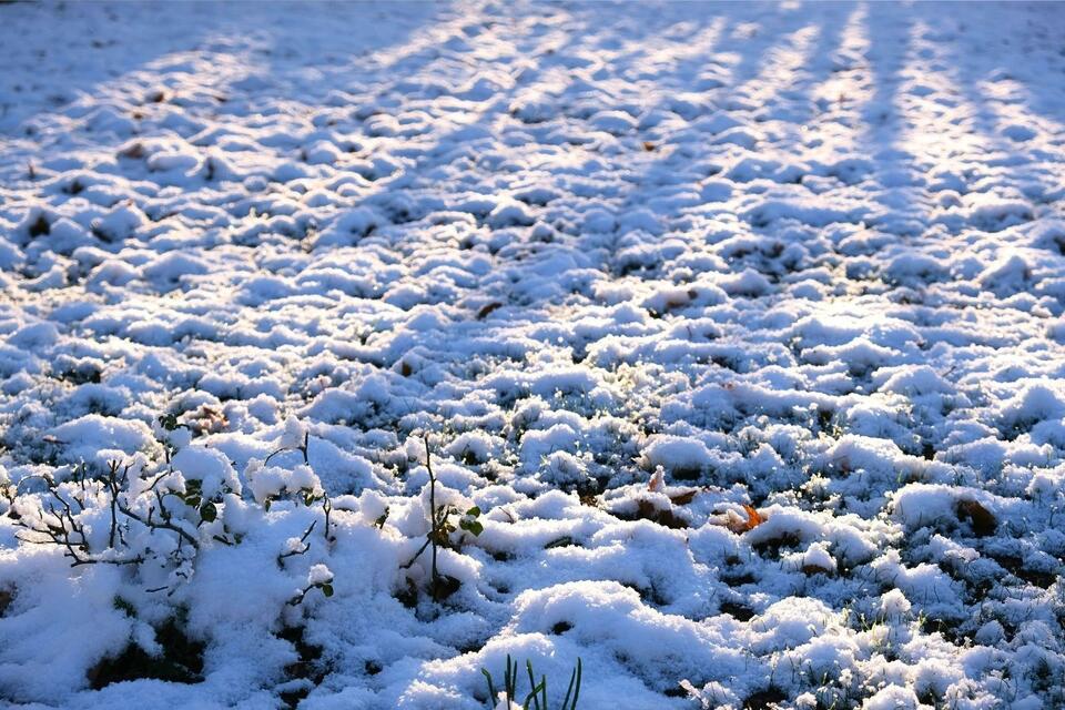 Has 'Snow Mold' Become a Kentucky Problem After the Snow Melt? - NewsBreak