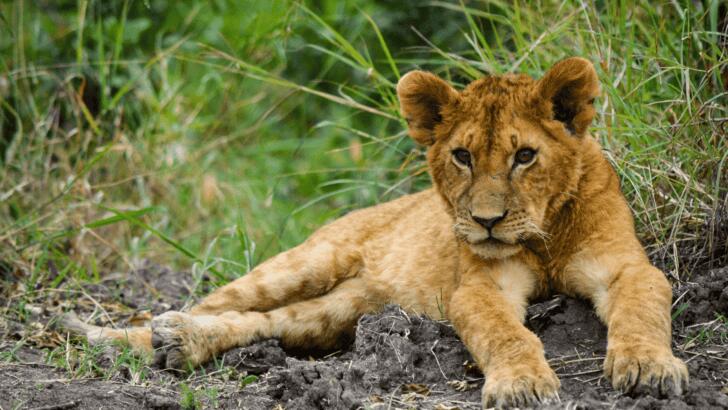 What Happens When a Predator Becomes the Prey - NewsBreak