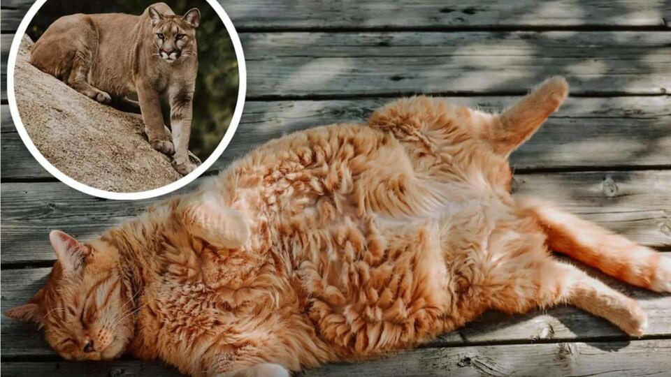Mountain Lion that Made School Go into Lockdown Turned Out to Be a Fat ...