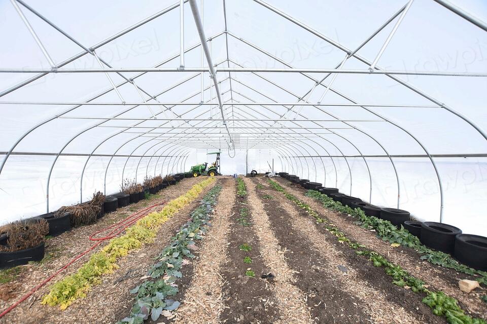 Why Farmers Once Planted by Neighbor Agreement, Not Just Instinct