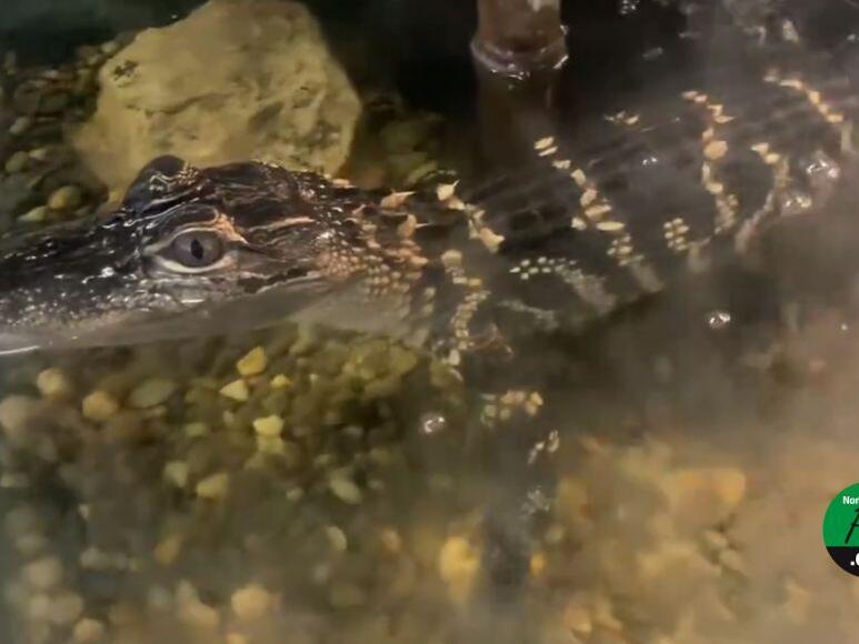 Alligator found and safely captured from Pennsylvania creek