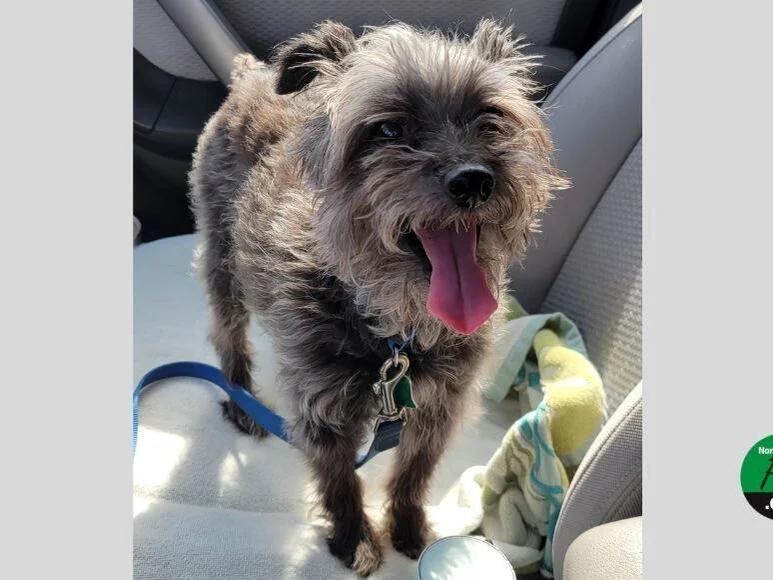 Second Chance Animal Sanctuaries win aid for senior dogs