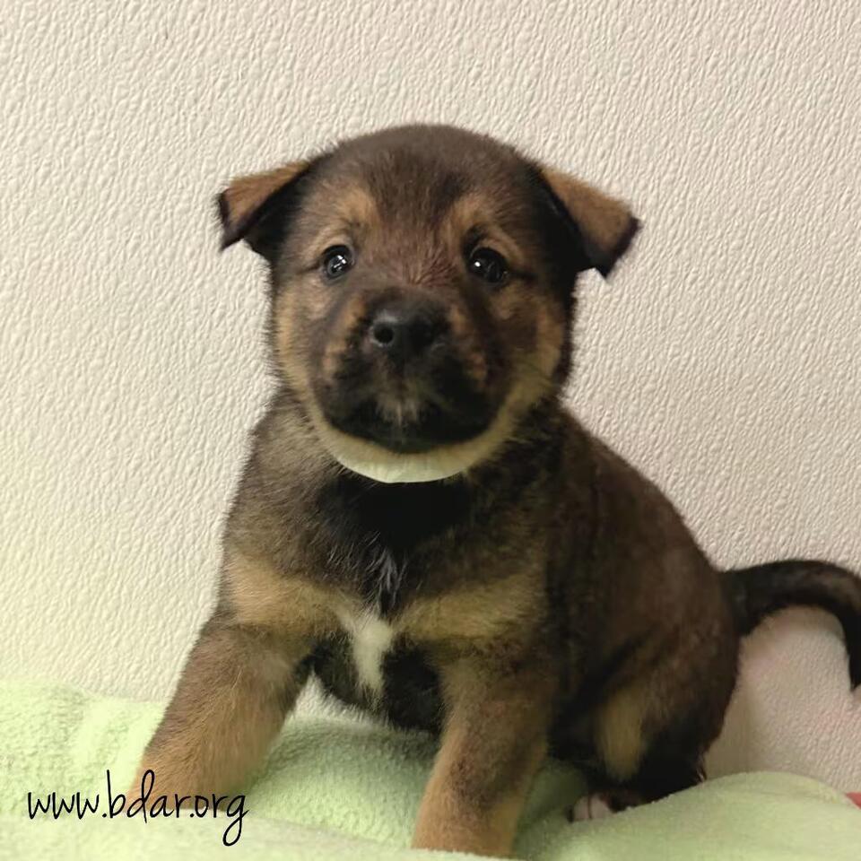 🐶 Playful, Loyal & Loving Dogs Ready for Adoption in Cheyenne - NewsBreak