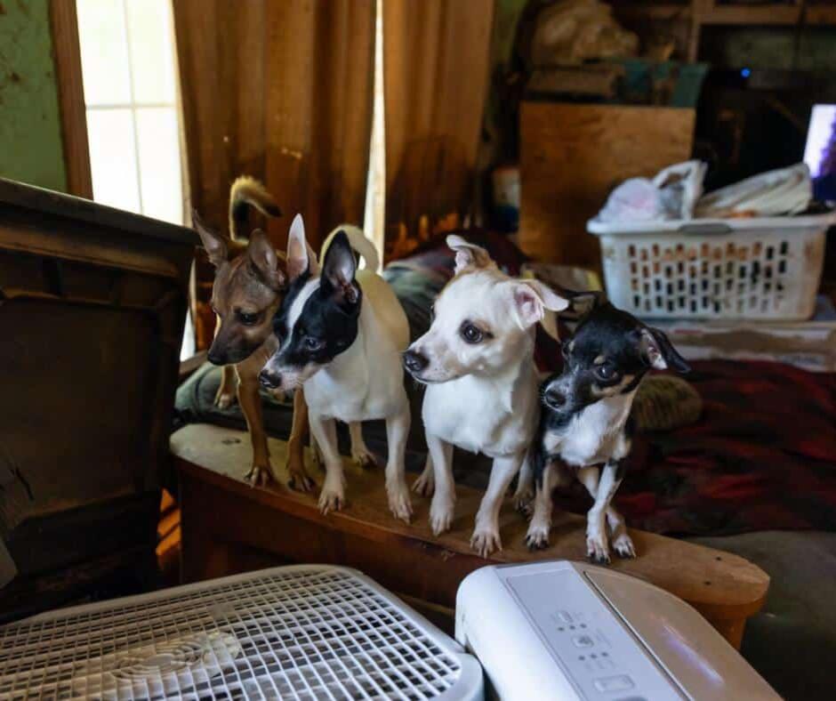 Massive Rescue From Hoarding Home Gives Over 100 Chihuahuas a Fresh ...