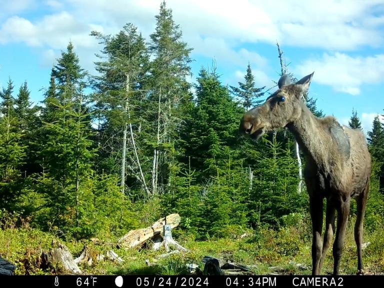 Watch these moose negotiate rocks and get a salty drink