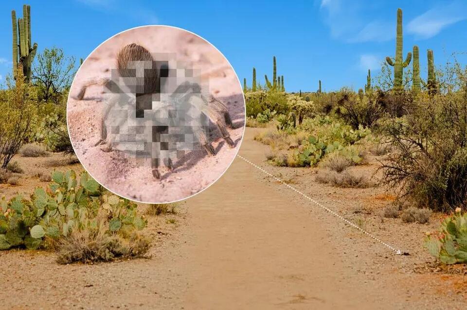 This Creature is on the Move Now in Arizona: Do You Know What to Do ...