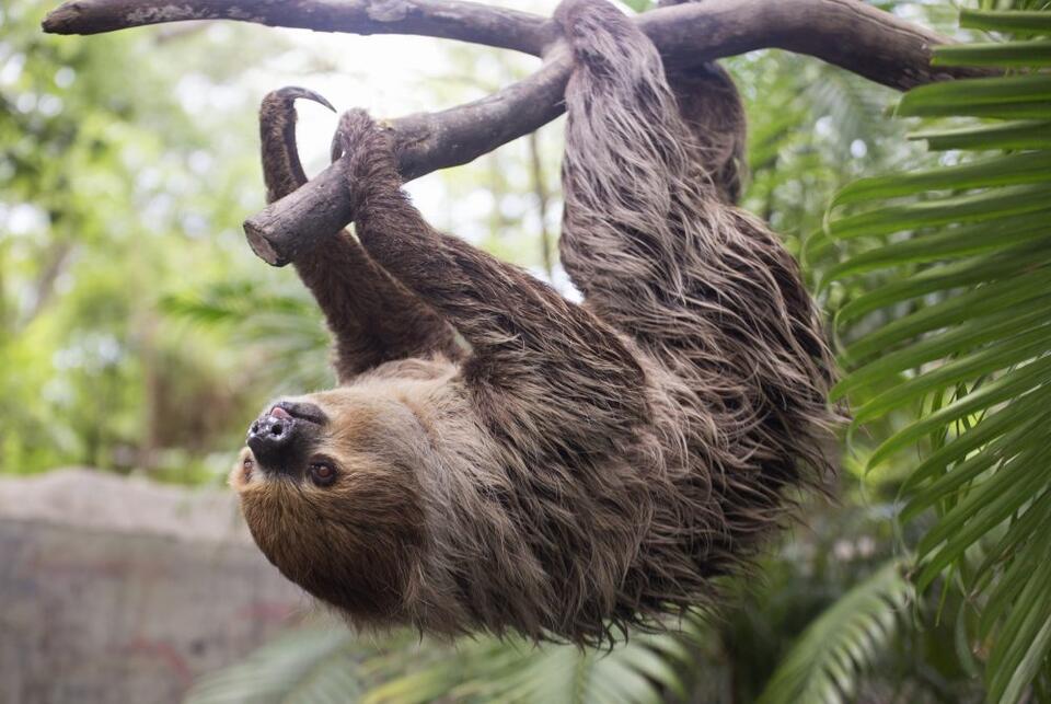 Sloth genome reveals the secrets of its slow-motion lifestyle - NewsBreak