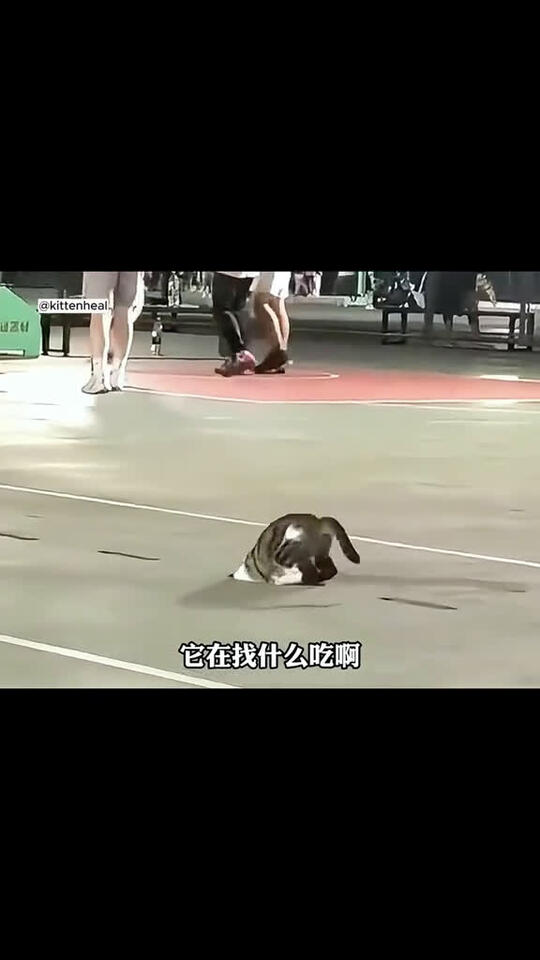 cat cats petlove catsvideo catlover pet Love cutecats
