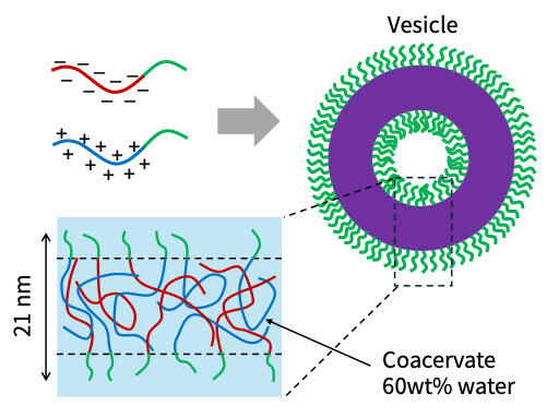 Liquid membranes bend 100 times more easily than cell membranes - NewsBreak